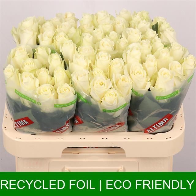 Роза од. Альбатрос 60, шт.