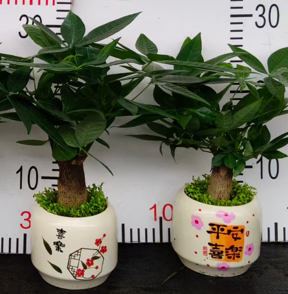 Пахира Джой энд вармт ат хоме: сингле-стем Мани Три мини форест 11 30