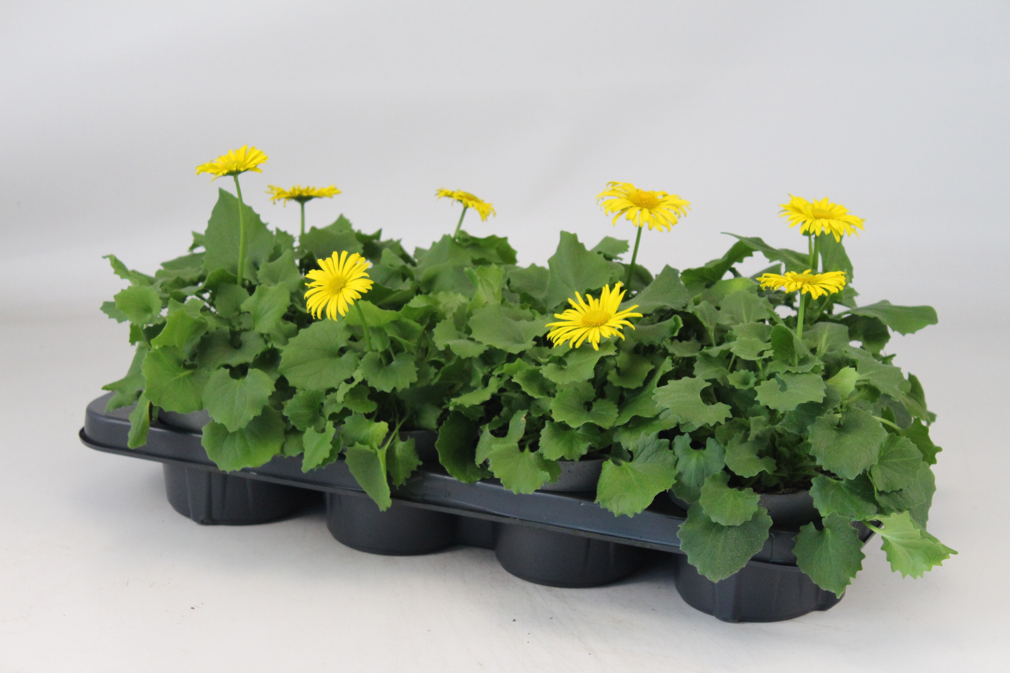 Doronicum orientales "Leonardo" T12, D 12