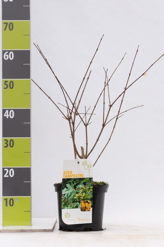 Acer campestre C 3, D 19