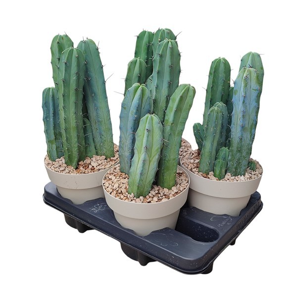 MYRTILLOCACTUS GEOMETRIZANS - POT Ø 16 ( CACTUS), D 16