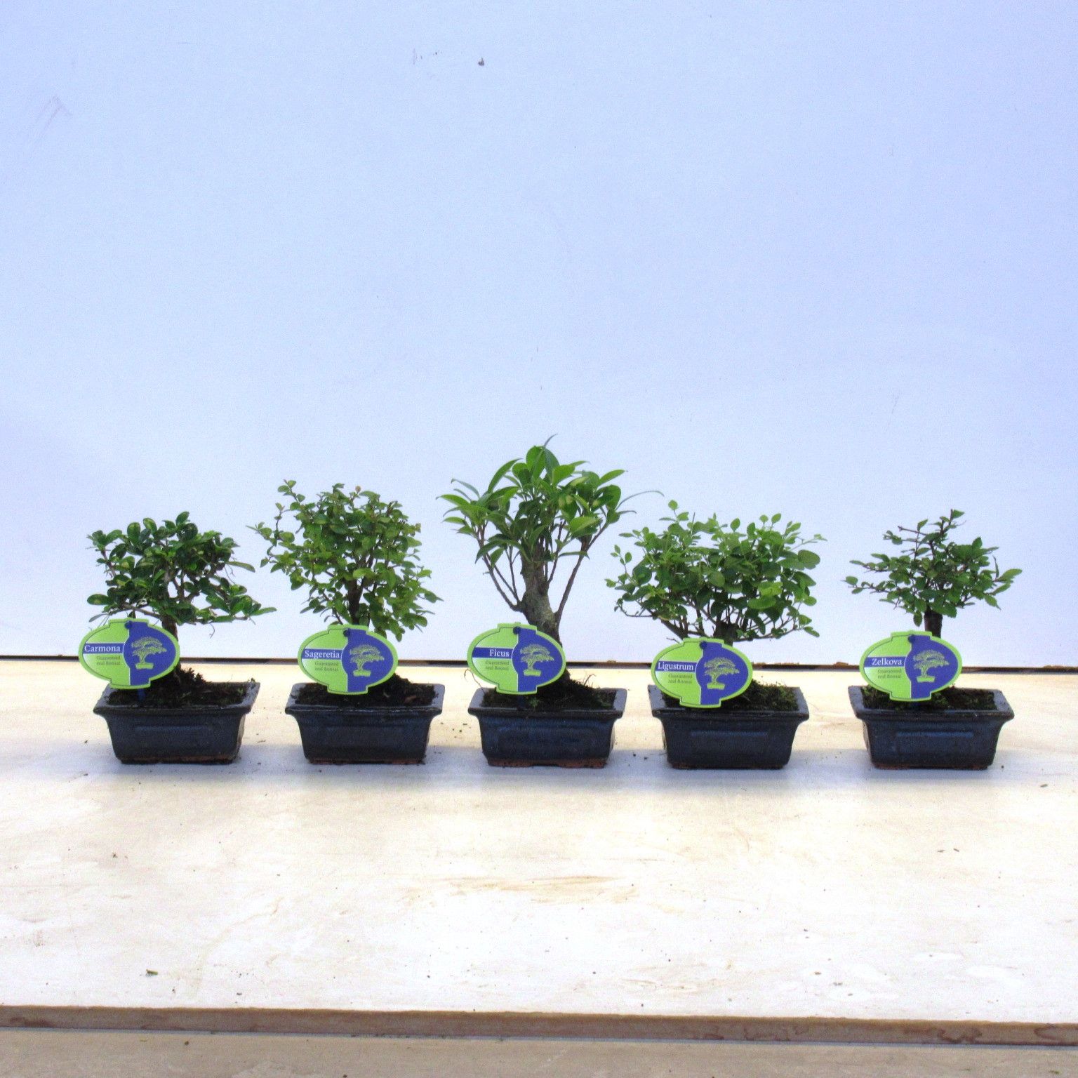Bonsai mix, indoor, 12 cm., broom, without drip tray, D 11