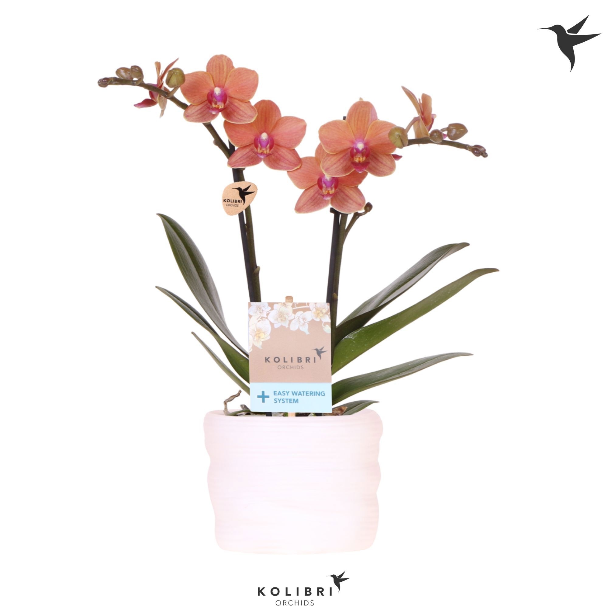 Kolibri Orchids Phalaenopsis Bolzano 2 spike in pot white with easy watering system, D 9