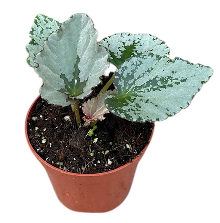 Begonia Grey Earl, D 8