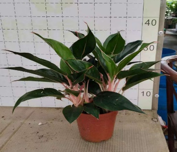 Аглаонема блэк липстик 14 40 (предзаказ)