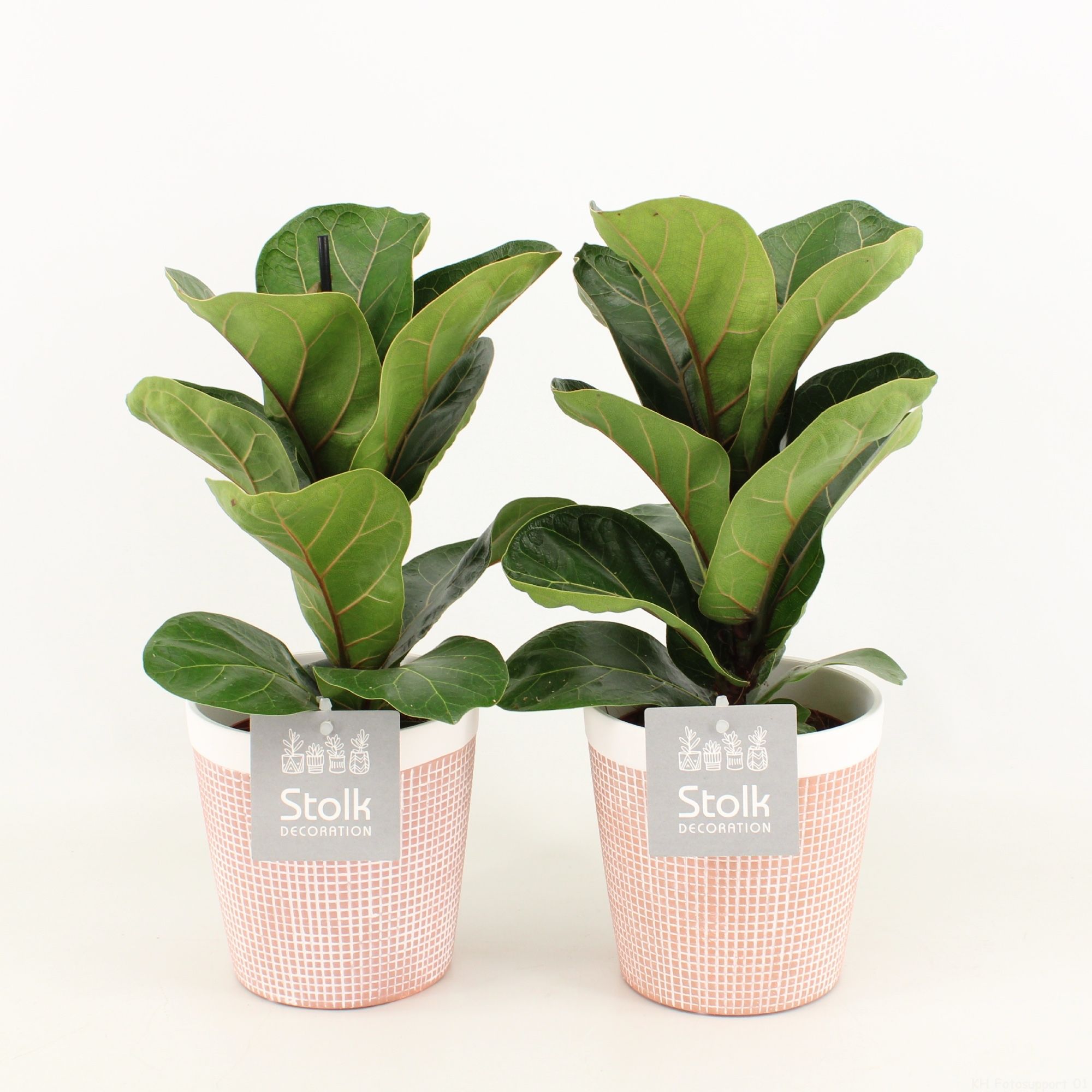 Ficus Lyrata in Terracotta pot, D 13