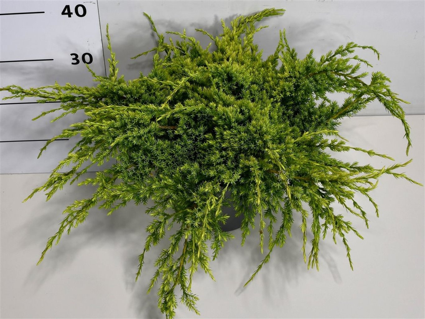 Juniperus squamata 'Holger', D 23