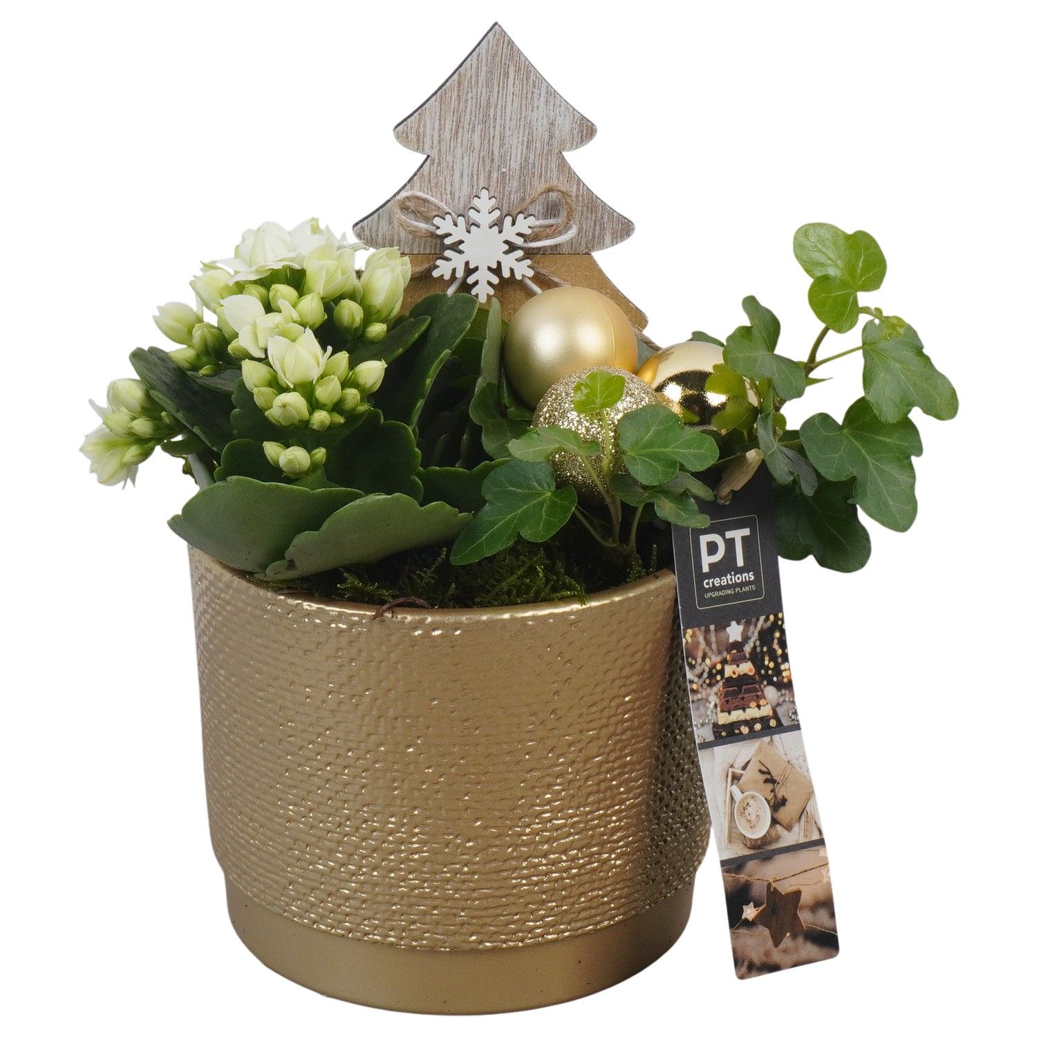 PTCHG5620 Arrangement Christmas Gold in keramiek pot, D 12 cm