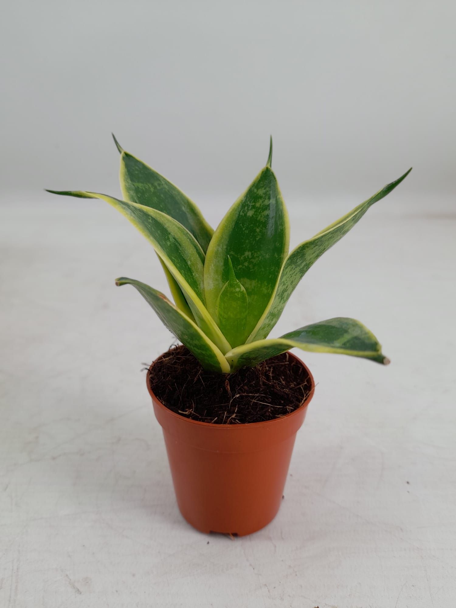 Sansevieria Hahnii 6 cm Super Hahnii(Decorum), D 6