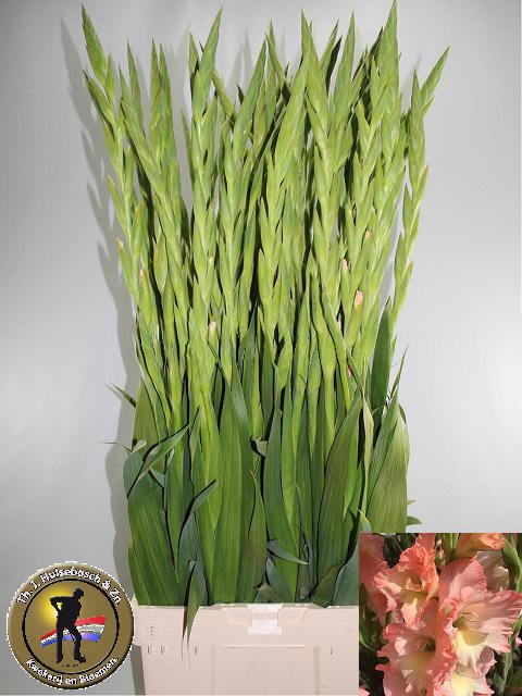 Гладиолус Керлесс 110, шт.