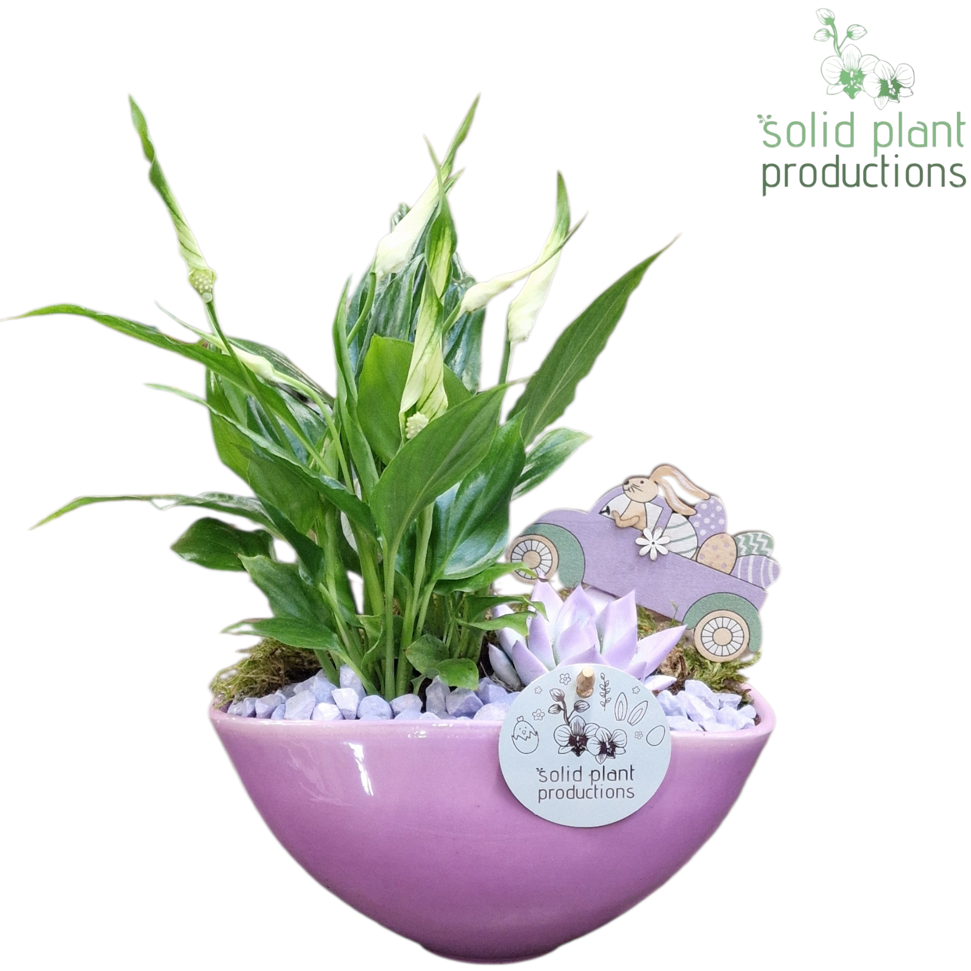 SE006 Katty Lila Easter, D 19