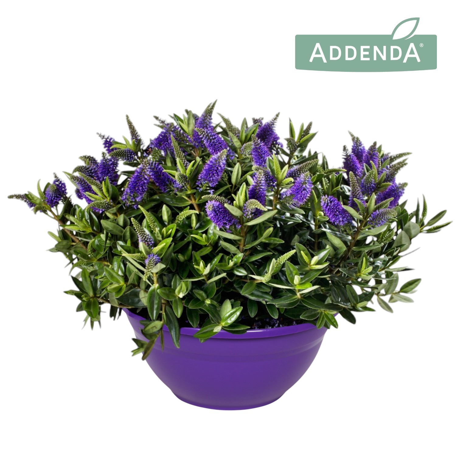 Hebe Addenda® Donna® Blue Ton Sur Ton P30, D 30