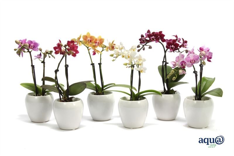 Lisa p06 bolpot white Phal Tiny Dolls mix 2T10+ Aqu@, D 6