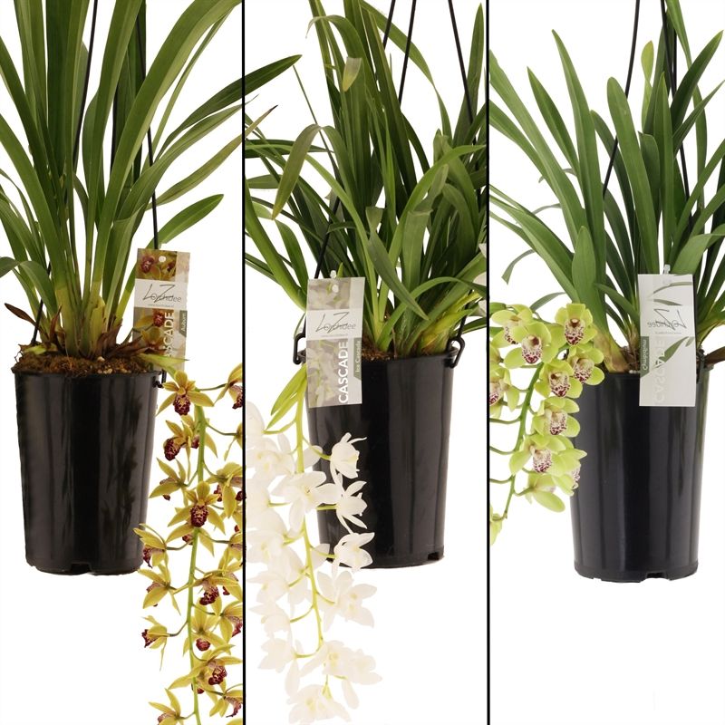 Cymbidium p14 cascade mix 1T, D 14