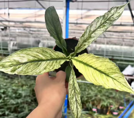 Спатифиллум 1990с Вариегатный Пис Лили 9 23