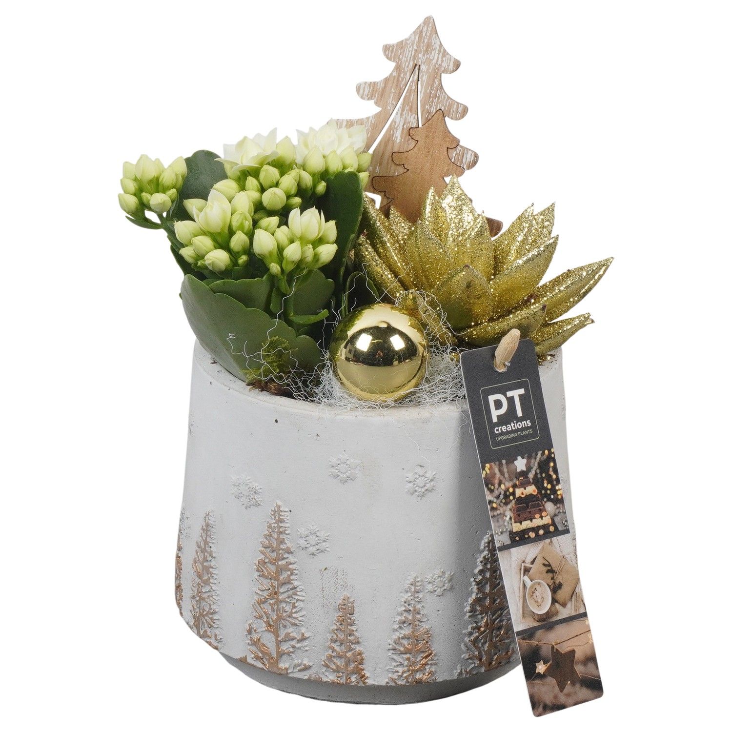 PTCHG5641 Arrangement Christmas Gold in beton pot, D 13 cm