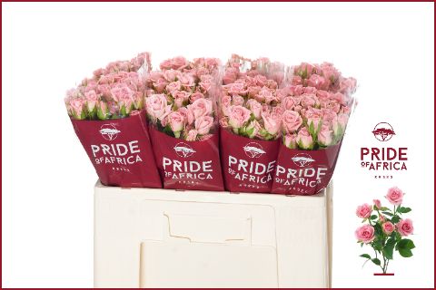 Роза куст. Одилия 50, шт.