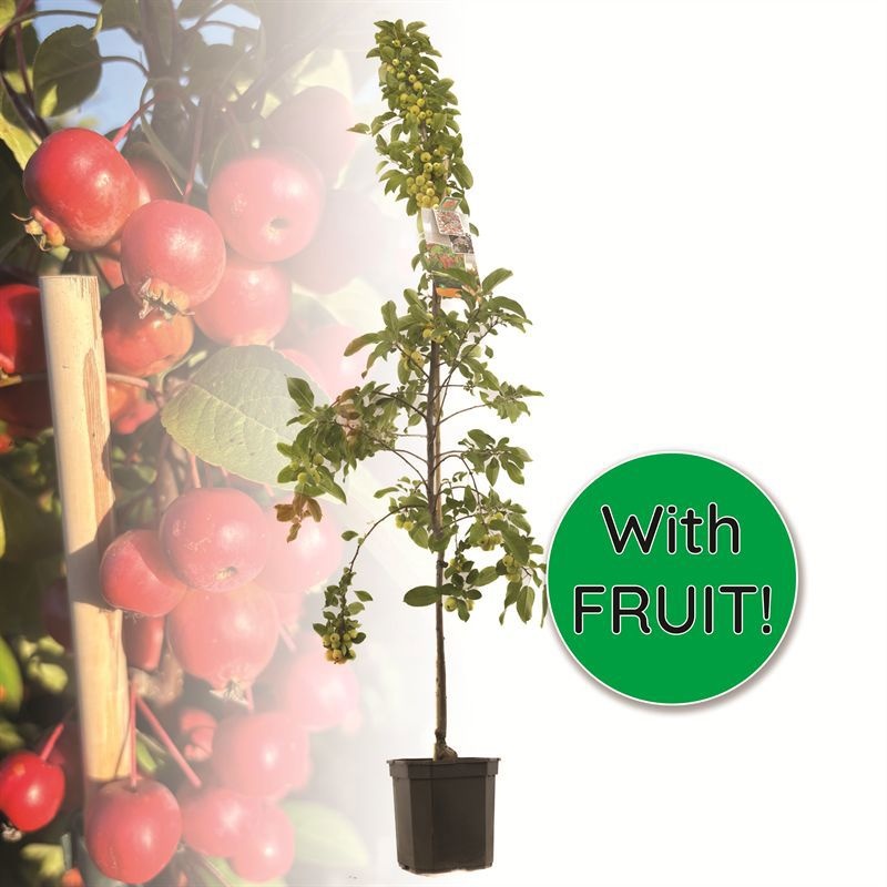 Malus Evereste laagstam Oranje sierappel, D 24