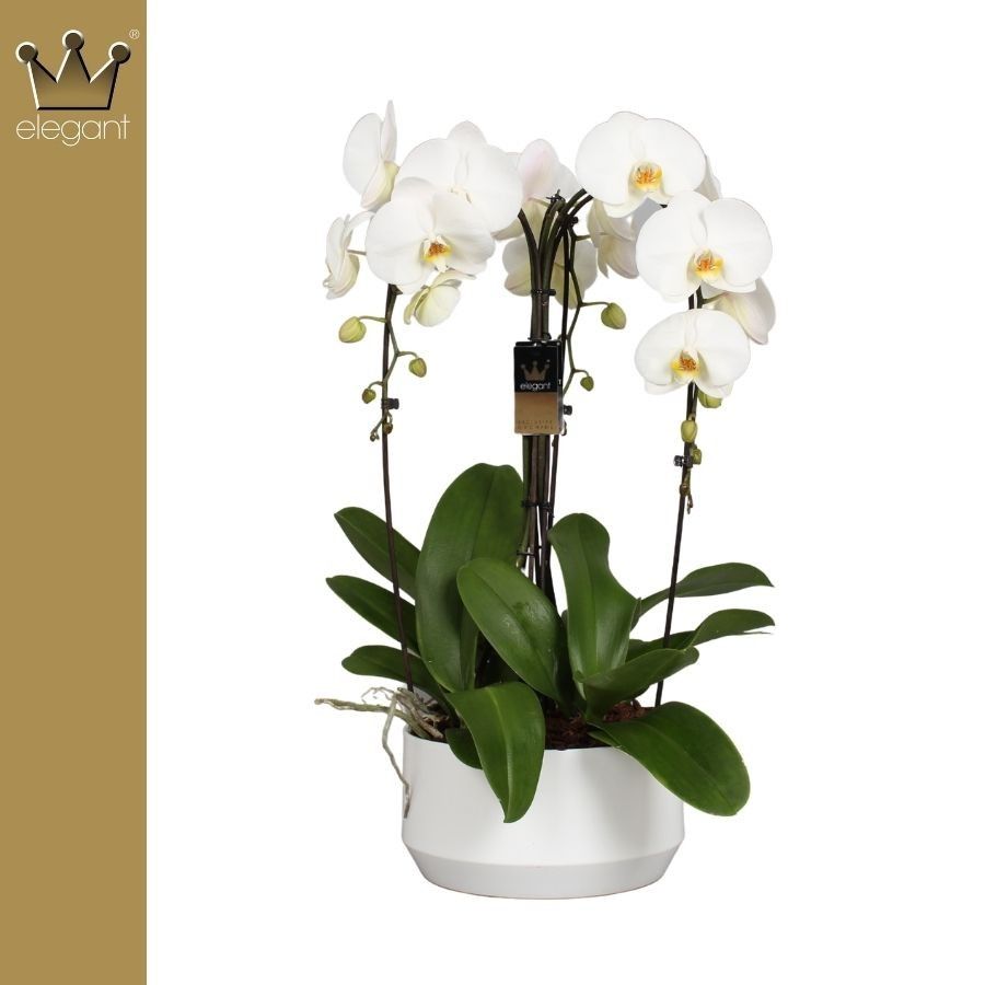 Phalaenopsis 3 tak, De Kroon Wit, D 25