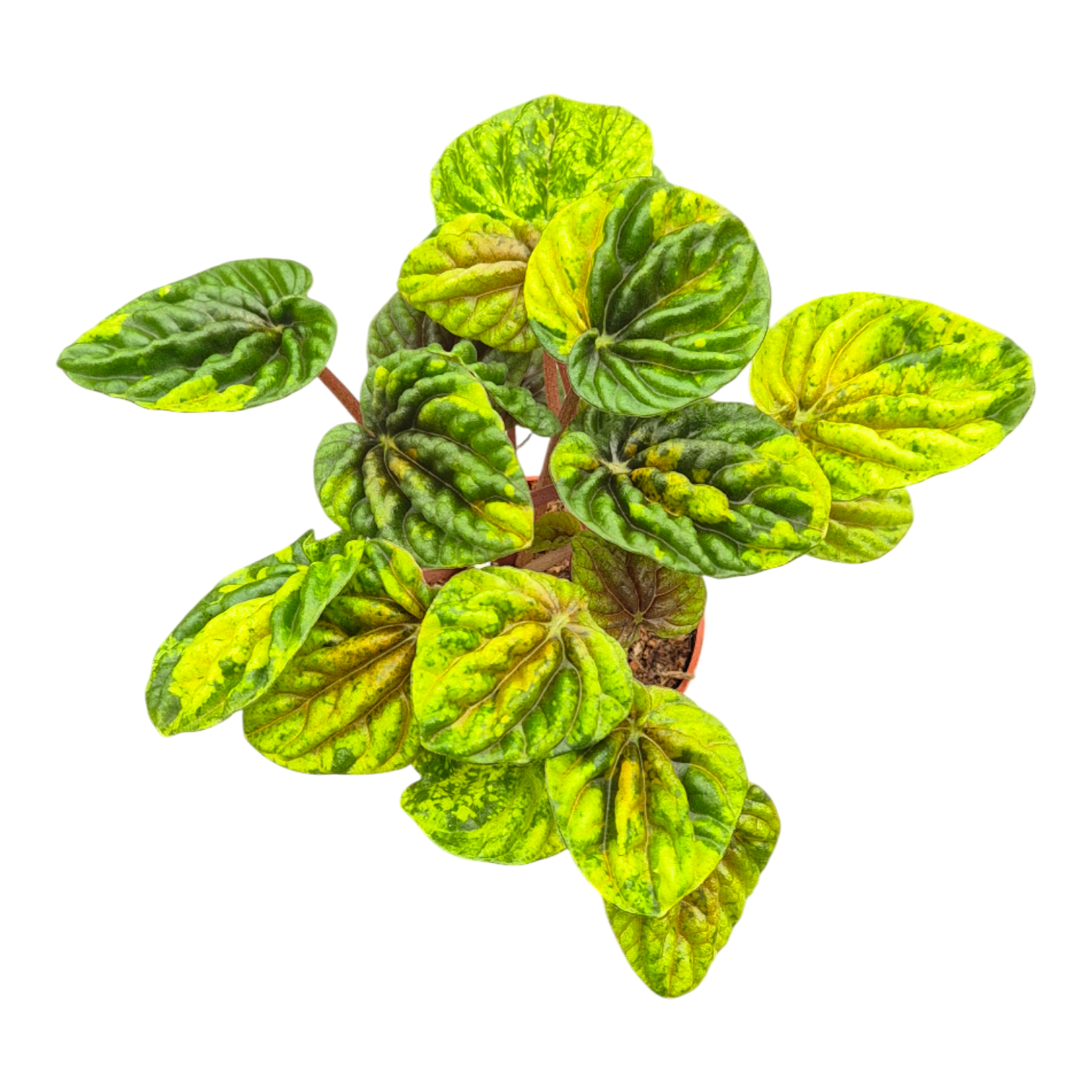 Peperomia Candora® Monet, D 7