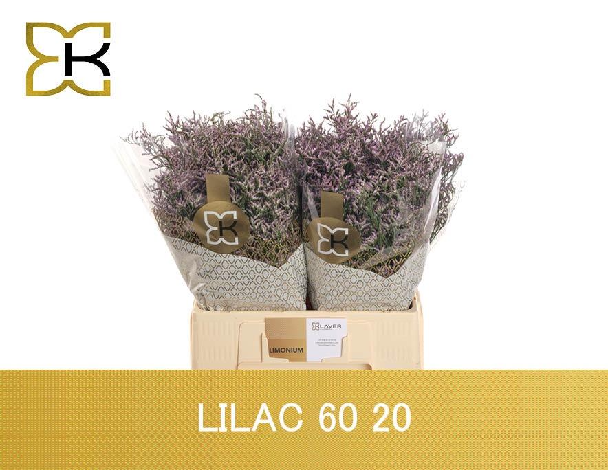 Лимониум Сафора Лилак 60 (фиолет.), шт.