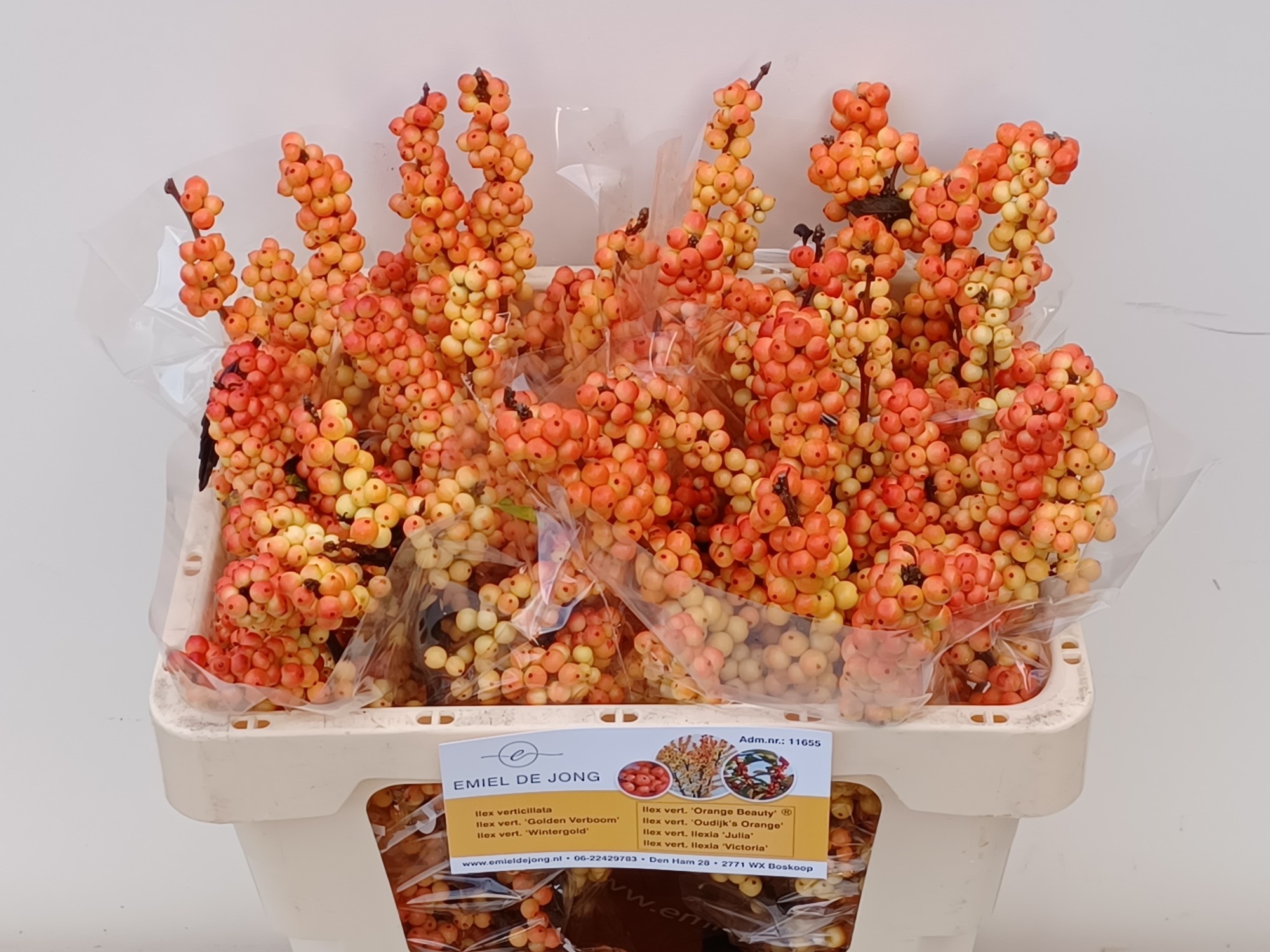 Илекс Виктория 50, шт.