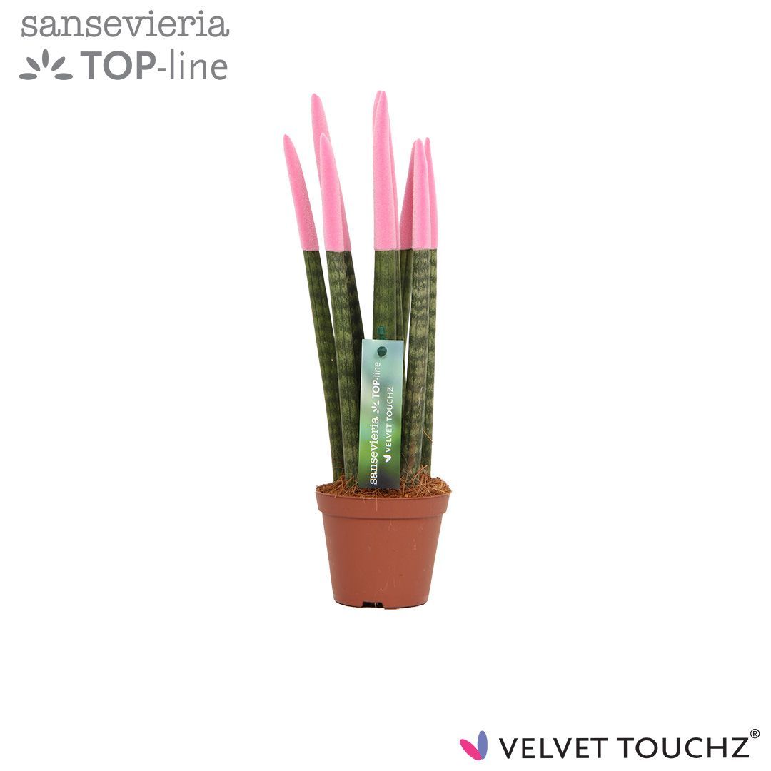 Sansevieria VELVET TOUCHZ® Pastel Roze, D 8,5 cm