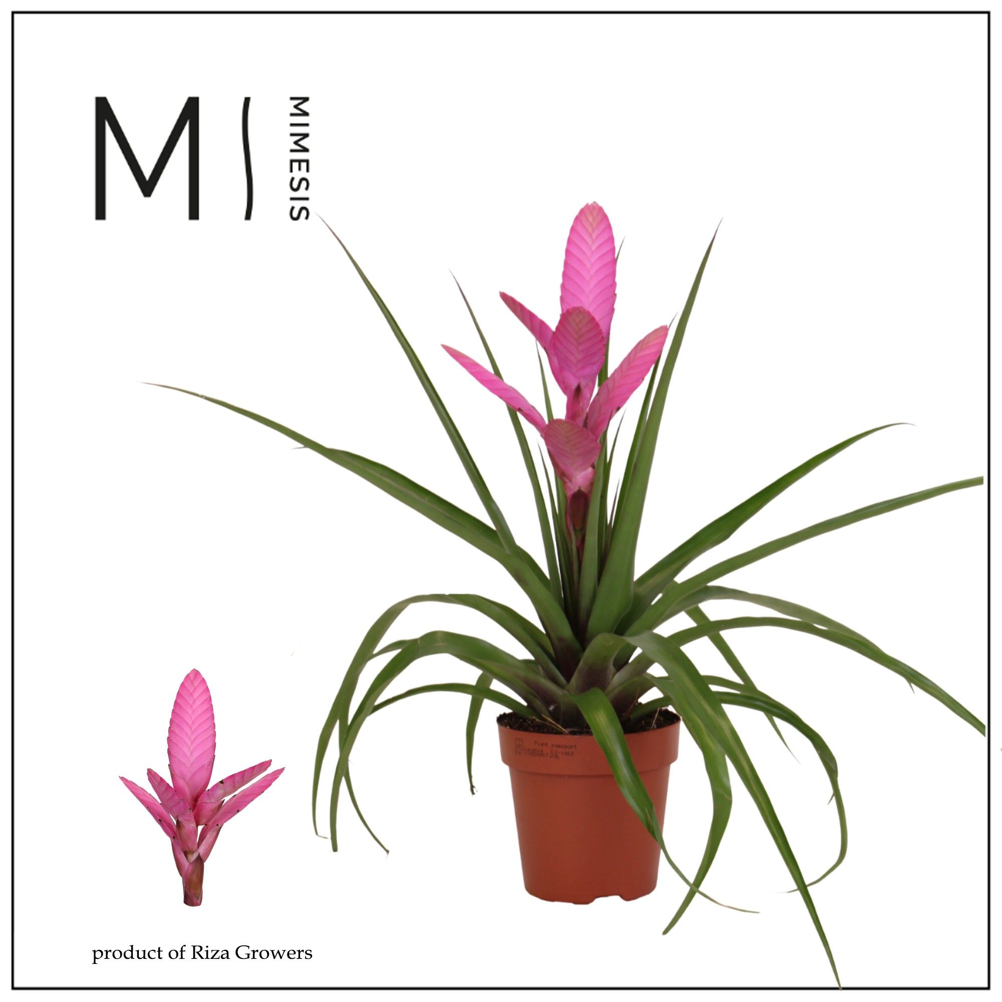 Tillandsia Antonio - 12cm | Mimesis, D 12