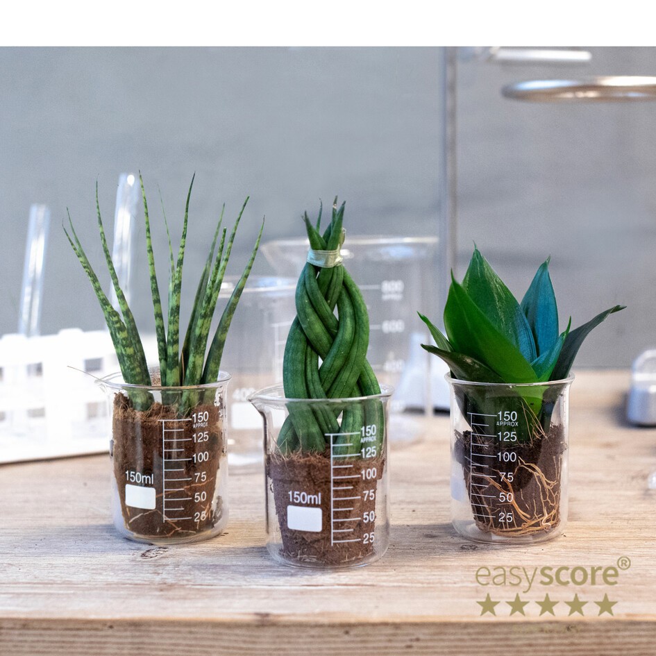 GREEN MIX 30612000 Lab Glass, D 7 cm