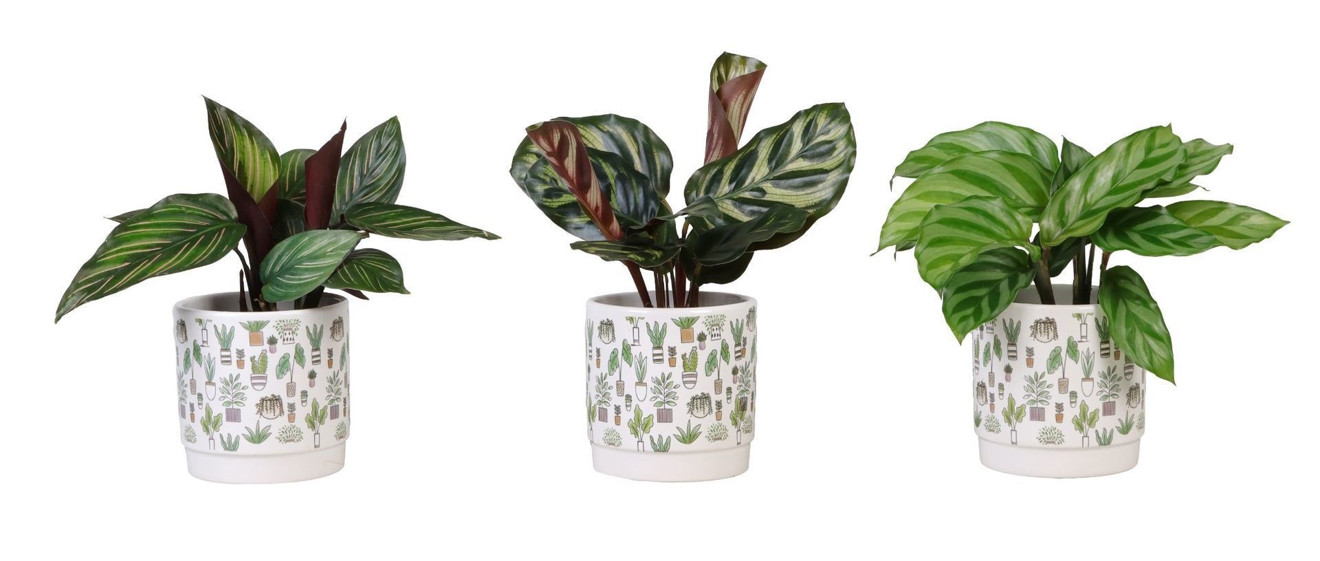 L 66290 Calathea Mix 6 cm, D 6