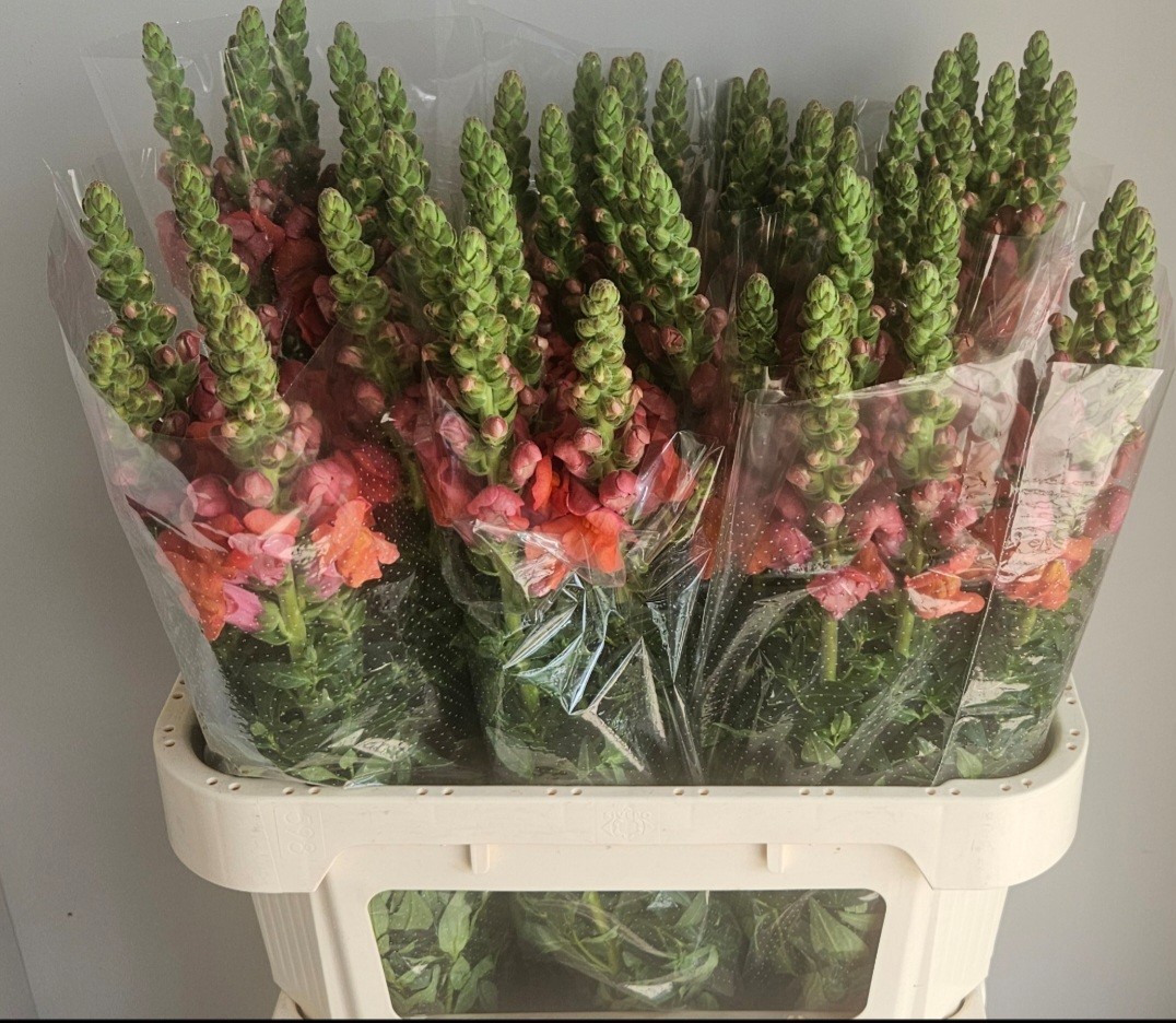 Антирринум Потомак Дарк Оранж, шт.