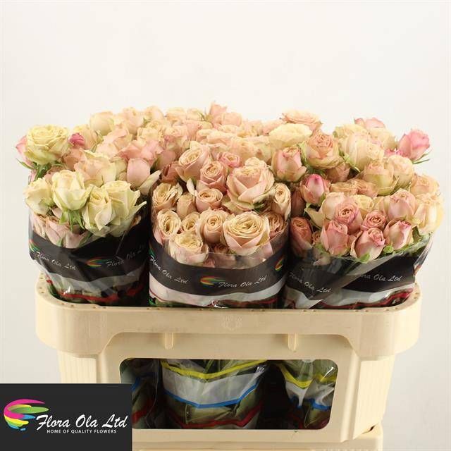 Роза куст. Дестини 70, шт. Роза куст. Дестини 70, шт.