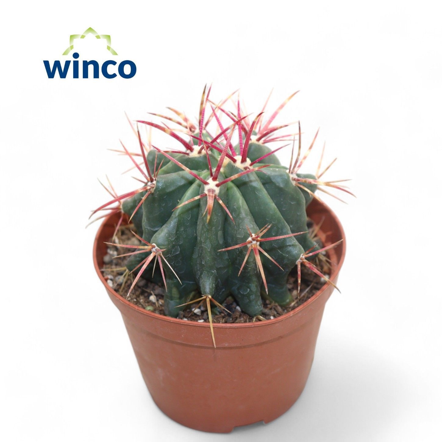 Ferocactus Stainessi, D 10,5 cm Ferocactus Stainessi, D 10,5 cm