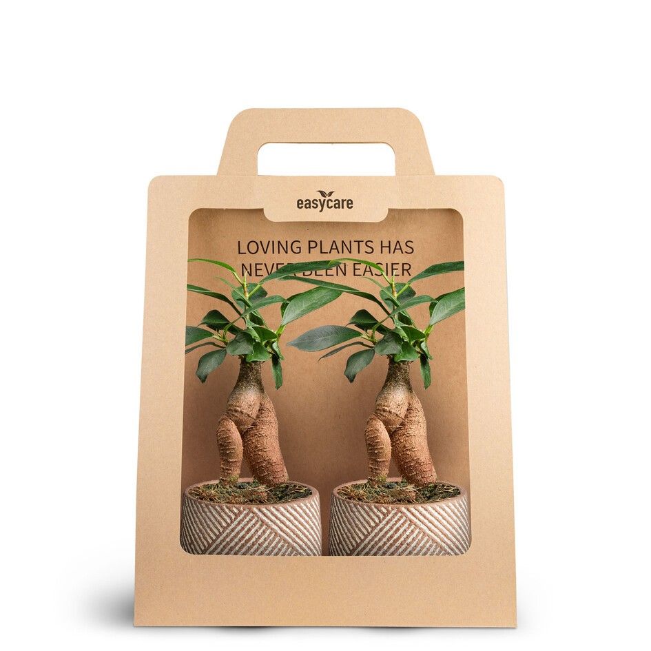2-Pack Grove, Microcarpa, D 7