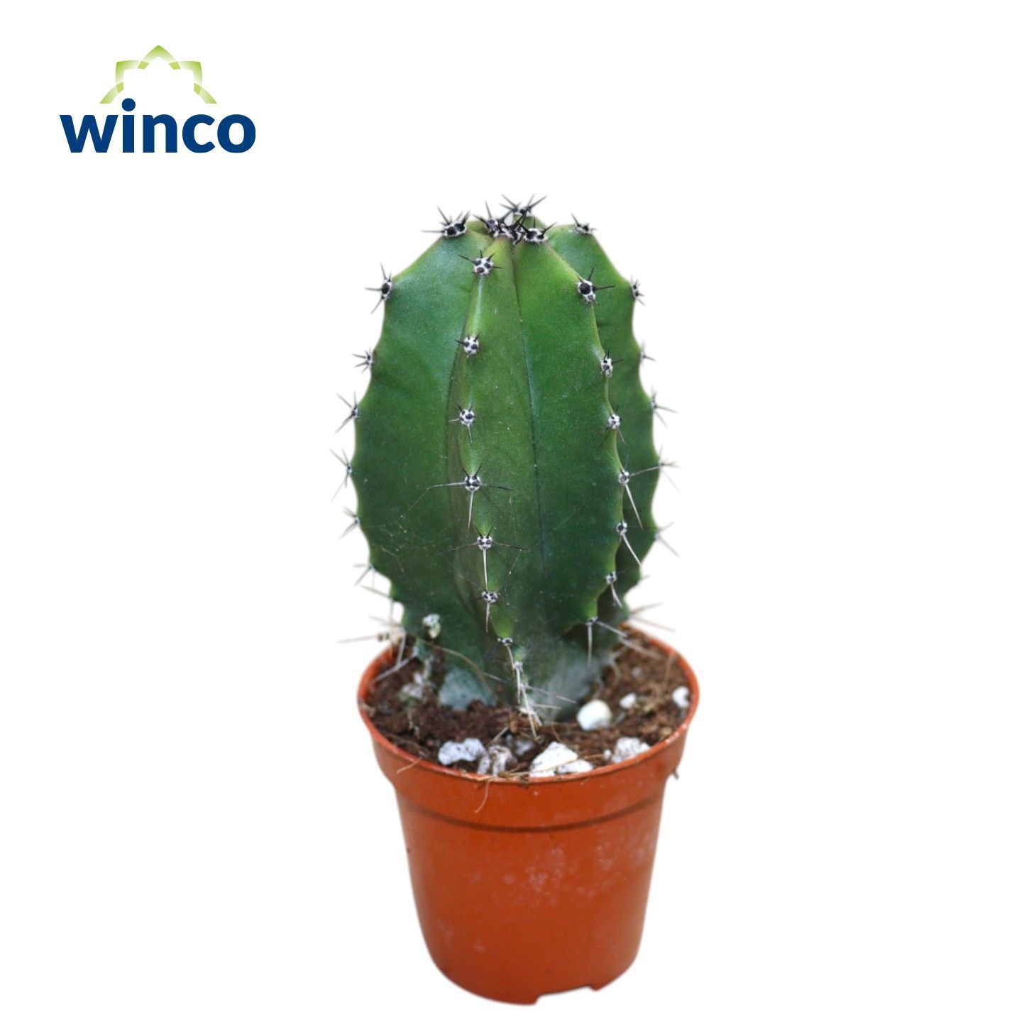 Lophocereus Schottii, D 5,5