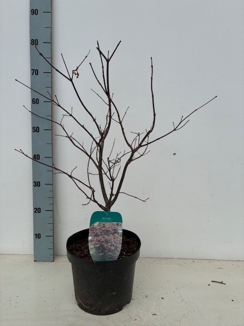 Acer palmatum 'Bloodgood' P23 Full CC, D 23