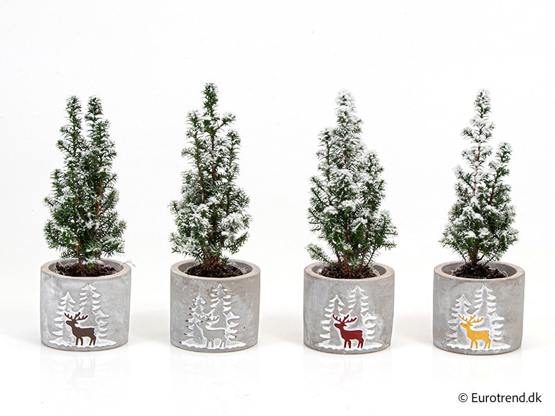 CHAMAECYPARIS THYOIDES E 3421 'Top Point', D 6 cm