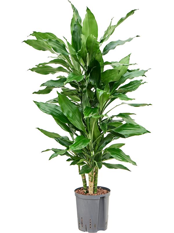 Dracaena fragrans 'Burundii', D 18