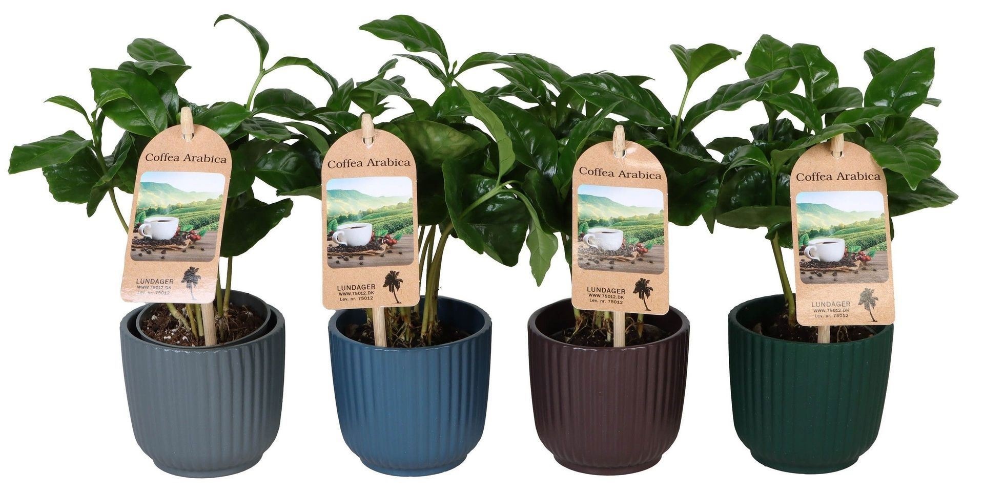 L 67307 With Coffea Arabica With Sticker 6 cm, D 6