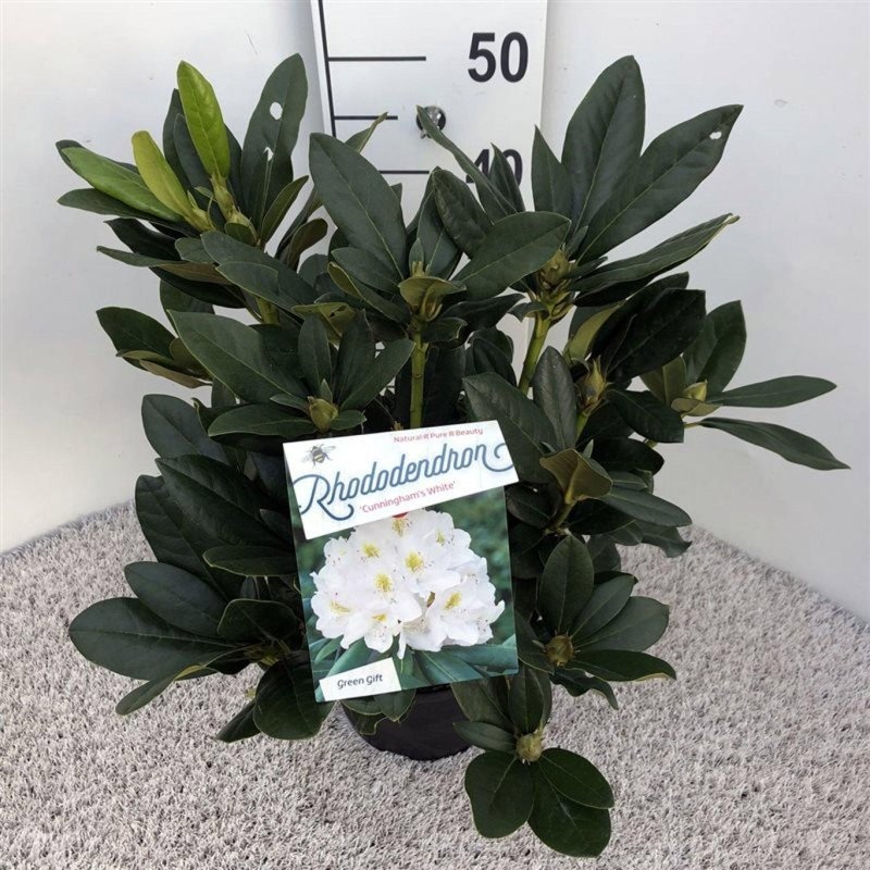 Rhododendron 'Cunningham's White', D 23