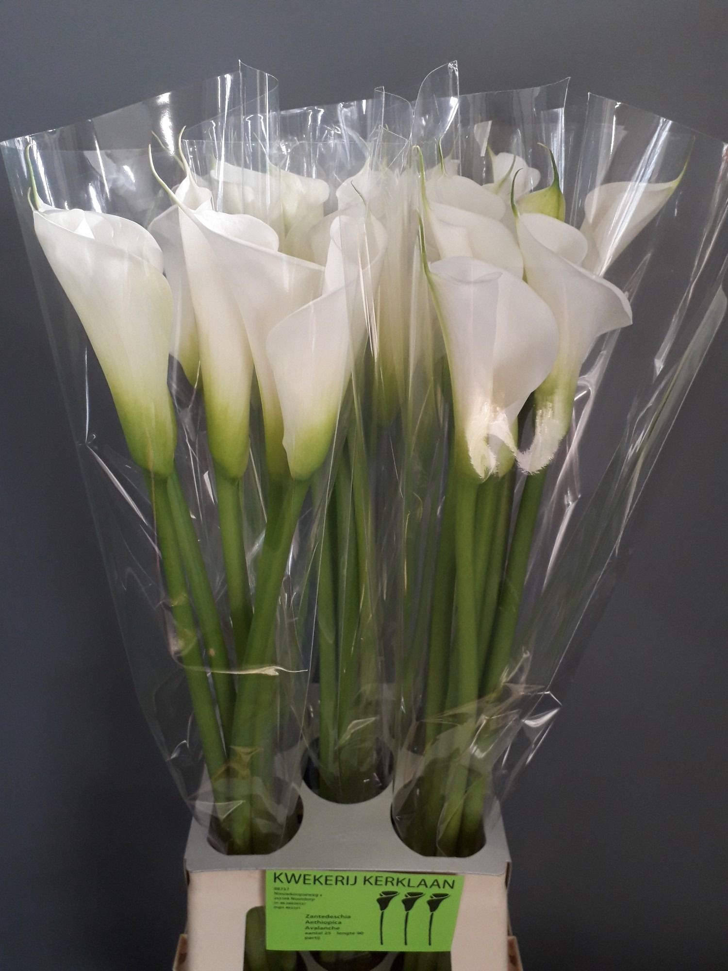 Калла Аваланш 80, шт.