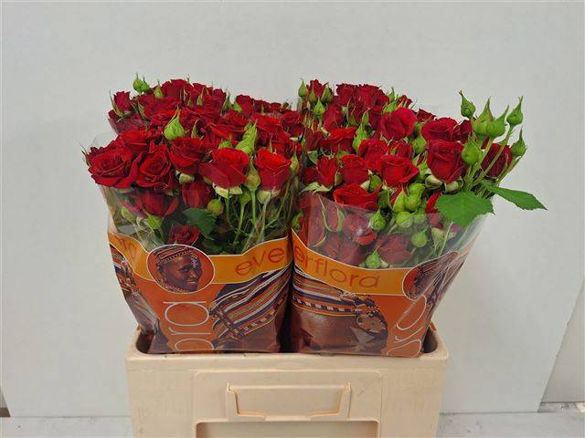 Роза куст. Мирабель 60, шт.