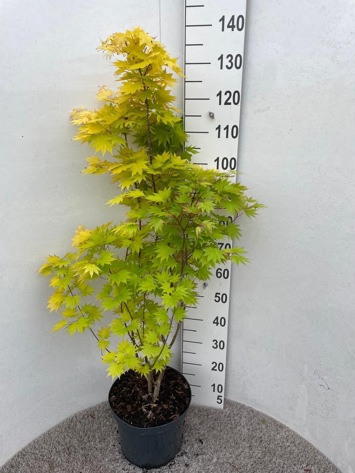 Acer shirasawanum Jordan 100-125 P30, D 30 cm Acer shirasawanum Jordan 100-125 P30, D 30 cm