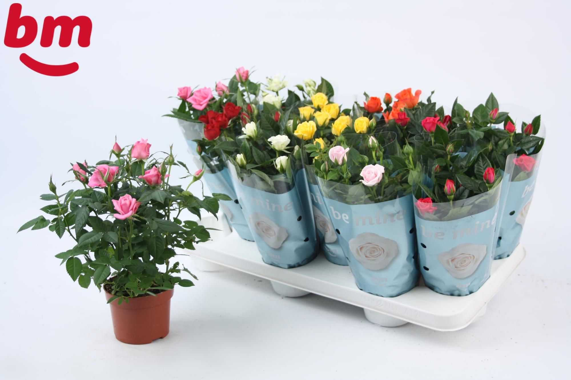 Rosa Beau Monde gemengd 10,5 cm met 1 rood in de tray, D 10,5