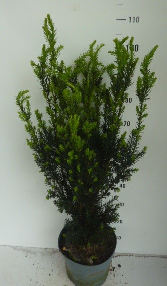 Taxus media Hillii, D 27