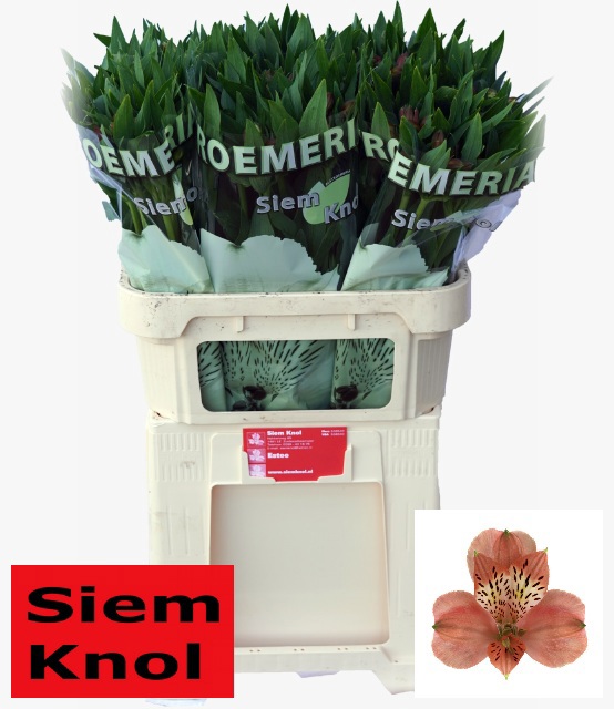 Альстромерия Эсти (оранж.), шт.