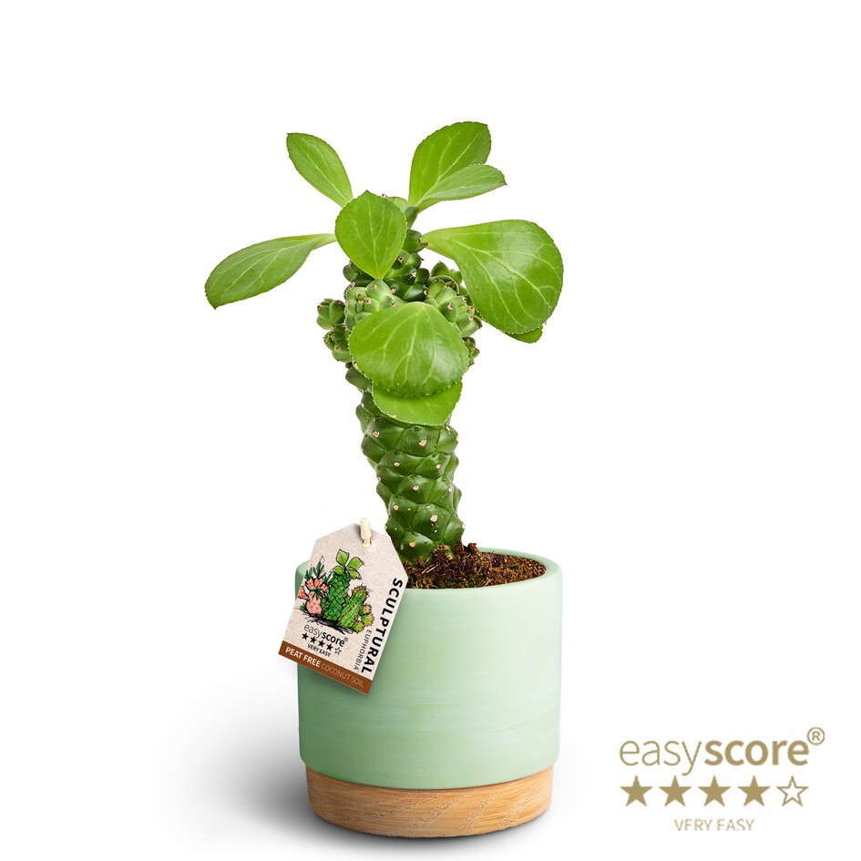 Woodbase Green Mathca, Euphorbia ritchiei, D 12