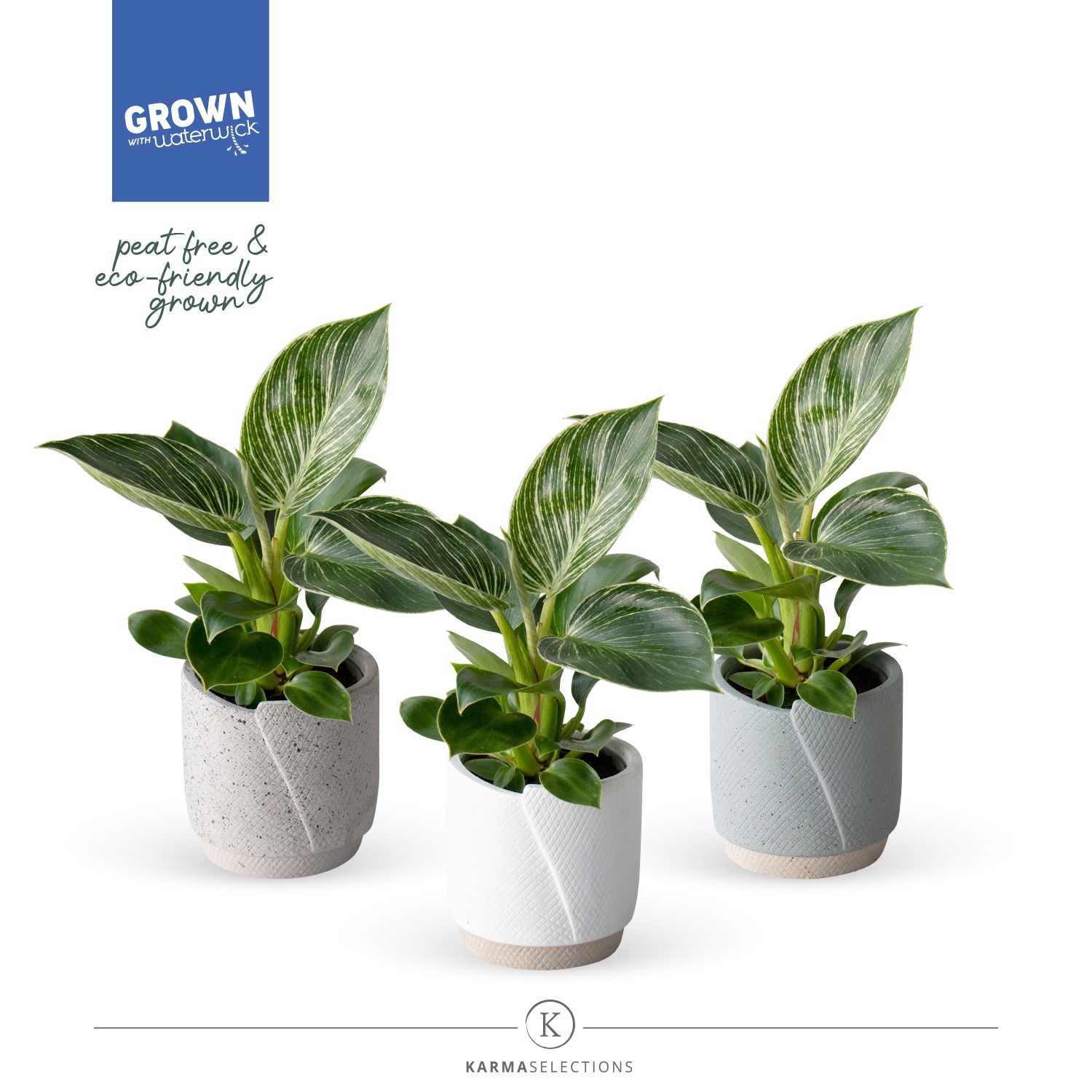 Mimesis Philodendron KARMA White Stripe 9cm | Evy, D 9