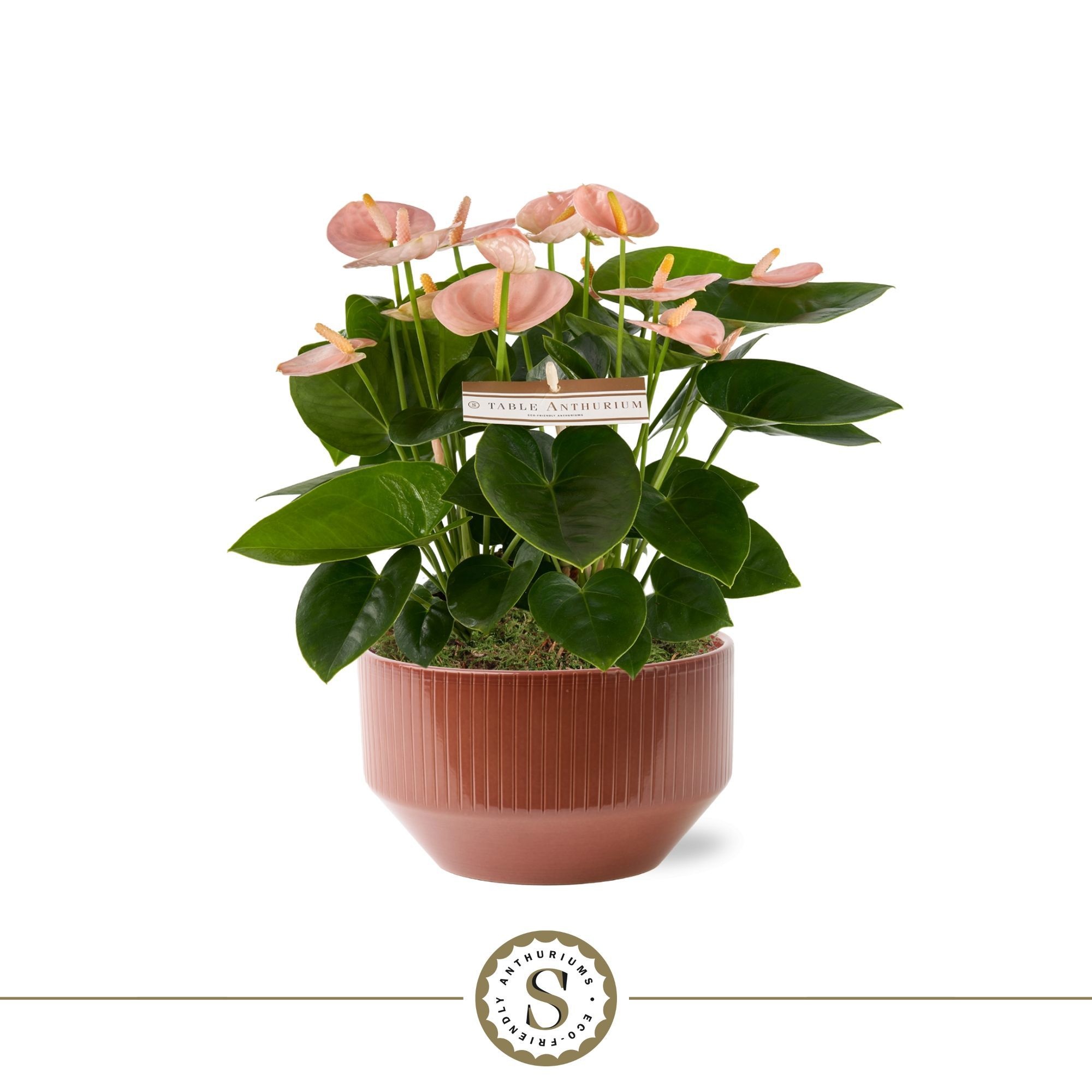 Table Anthurium Spirit in Lucca Burgundy, D 17