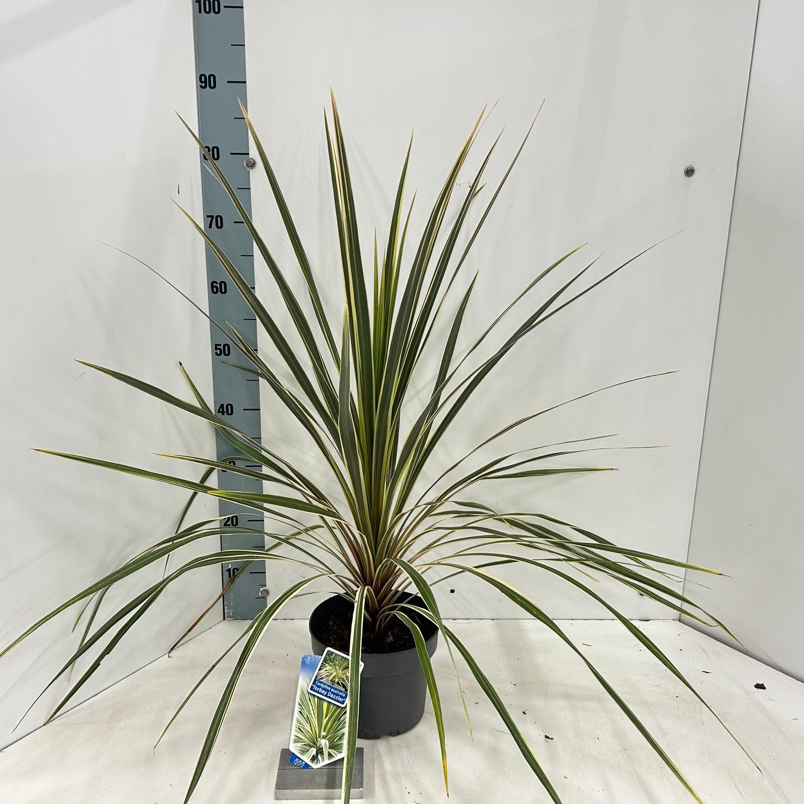Cordyline australis 'Torbay Dazzler', D 19 cm